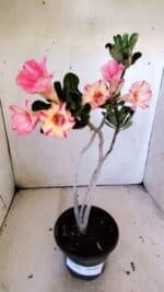 Planta Simples 2826  – 30cm – 02 anos - Imagem 2