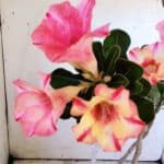 Planta Simples 2826  – 30cm – 02 anos