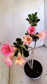 Planta Simples 2826  – 30cm – 02 anos - Imagem 4