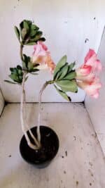 Planta Simples 2826  – 30cm – 02 anos - Imagem 6