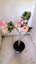 Planta Simples 2826  – 30cm – 02 anos - Imagem 5