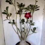 Planta Simples 2827  – 60cm – 05 anos