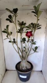 Planta Simples 2827  – 60cm – 05 anos