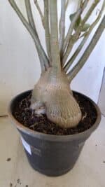 Planta Simples 2827  – 60cm – 05 anos - Imagem 8