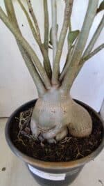 Planta Simples 2827  – 60cm – 05 anos - Imagem 6