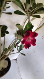 Planta Simples 2827  – 60cm – 05 anos - Imagem 4