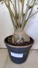 Planta Simples 2827  – 60cm – 05 anos - Imagem 7