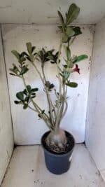 Planta Simples 2827  – 60cm – 05 anos - Imagem 12