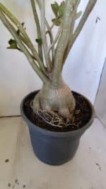 Planta Simples 2827  – 60cm – 05 anos - Imagem 11