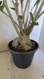 Planta Simples 2827  – 60cm – 05 anos - Imagem 9