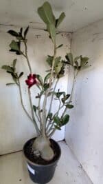 Planta Simples 2827  – 60cm – 05 anos - Imagem 5