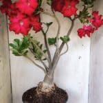 Planta Simples 2828  – 70cm – 06 anos