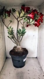 Planta Simples 2828  – 70cm – 06 anos - Imagem 11