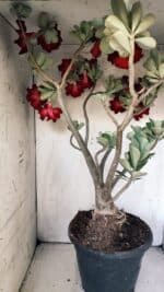 Planta Simples 2828  – 70cm – 06 anos - Imagem 10