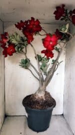 Planta Simples 2828  – 70cm – 06 anos - Imagem 9