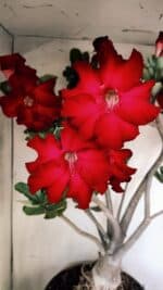 Planta Simples 2828  – 70cm – 06 anos - Imagem 3