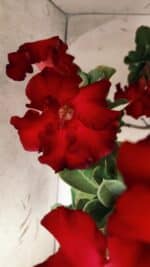 Planta Simples 2828  – 70cm – 06 anos - Imagem 7