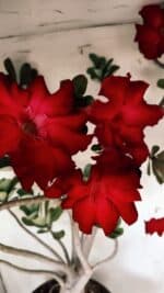 Planta Simples 2828  – 70cm – 06 anos - Imagem 5