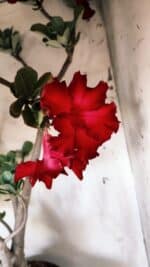 Planta Simples 2828  – 70cm – 06 anos - Imagem 14