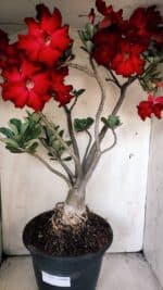 Planta Simples 2828  – 70cm – 06 anos - Imagem 13