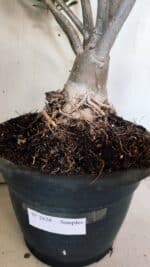 Planta Simples 2828  – 70cm – 06 anos - Imagem 12