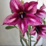 Planta Simples 2829  – 30cm – 02 anos