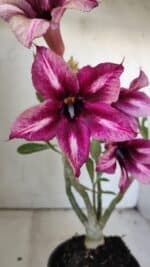 Planta Simples 2829  – 30cm – 02 anos