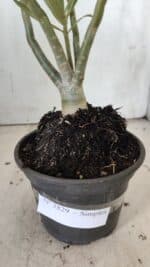 Planta Simples 2829  – 30cm – 02 anos - Imagem 6