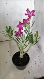 Planta Simples 2829  – 30cm – 02 anos - Imagem 5