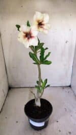 Planta Simples 2830  – 30cm – 02 anos - Imagem 2