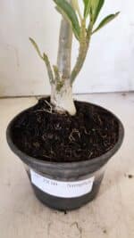 Planta Simples 2830  – 30cm – 02 anos - Imagem 6