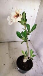 Planta Simples 2830  – 30cm – 02 anos - Imagem 4