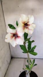 Planta Simples 2830  – 30cm – 02 anos