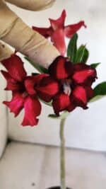 Planta Simples 2832  – 30cm – 02 anos