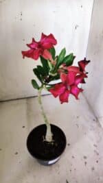 Planta Simples 2832  – 30cm – 02 anos - Imagem 4