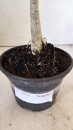 Planta Simples 2832  – 30cm – 02 anos - Imagem 5