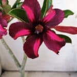 Planta Simples 2833  – 30cm – 02 anos