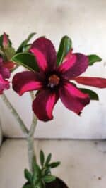 Planta Simples 2833  – 30cm – 02 anos