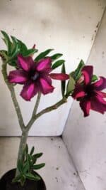 Planta Simples 2833  – 30cm – 02 anos - Imagem 4