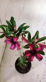 Planta Simples 2833  – 30cm – 02 anos - Imagem 5