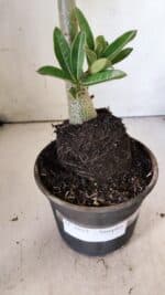 Planta Simples 2833  – 30cm – 02 anos - Imagem 8