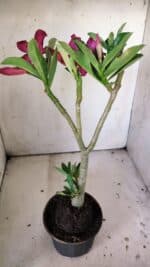 Planta Simples 2833  – 30cm – 02 anos - Imagem 6