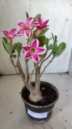 Planta Simples 2834  – 30cm – 02 anos - Imagem 2