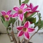 Planta Simples 2834  – 30cm – 02 anos