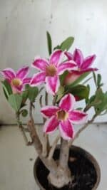 Planta Simples 2834  – 30cm – 02 anos