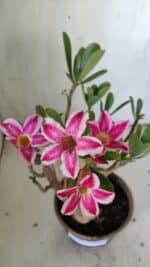 Planta Simples 2834  – 30cm – 02 anos - Imagem 4