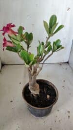 Planta Simples 2834  – 30cm – 02 anos - Imagem 6