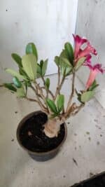 Planta Simples 2834  – 30cm – 02 anos - Imagem 5