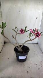 Planta Simples 2835 – 30cm – 02 anos - Imagem 2