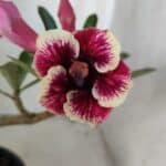 Planta Simples 2835 – 30cm – 02 anos